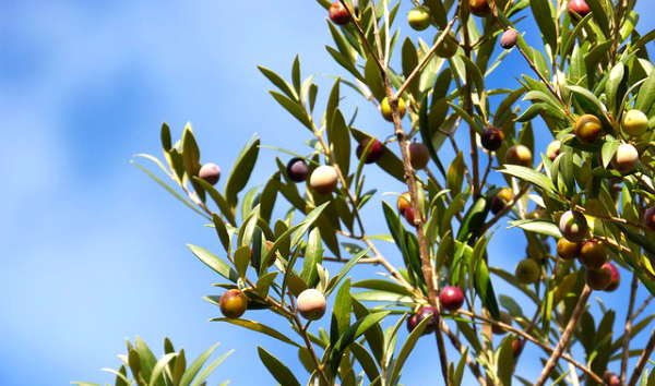 raccolta olive periodo migliore