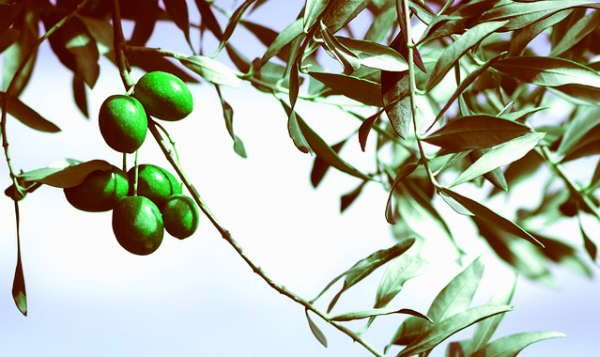 scegliere uno scuotitore olive