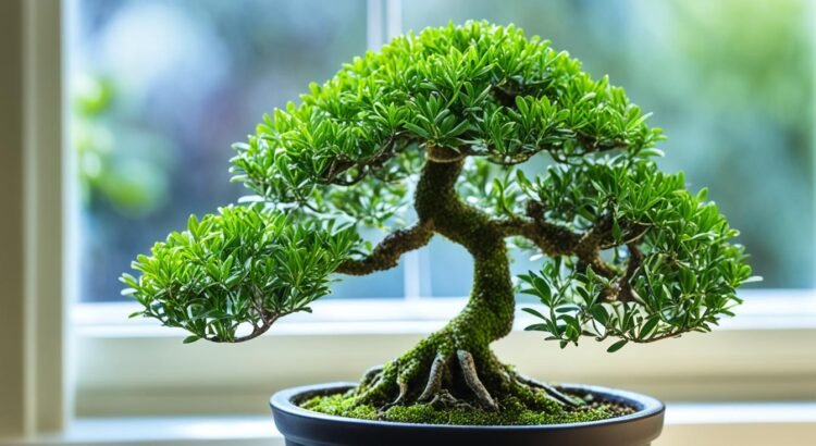 ulivo bonsai